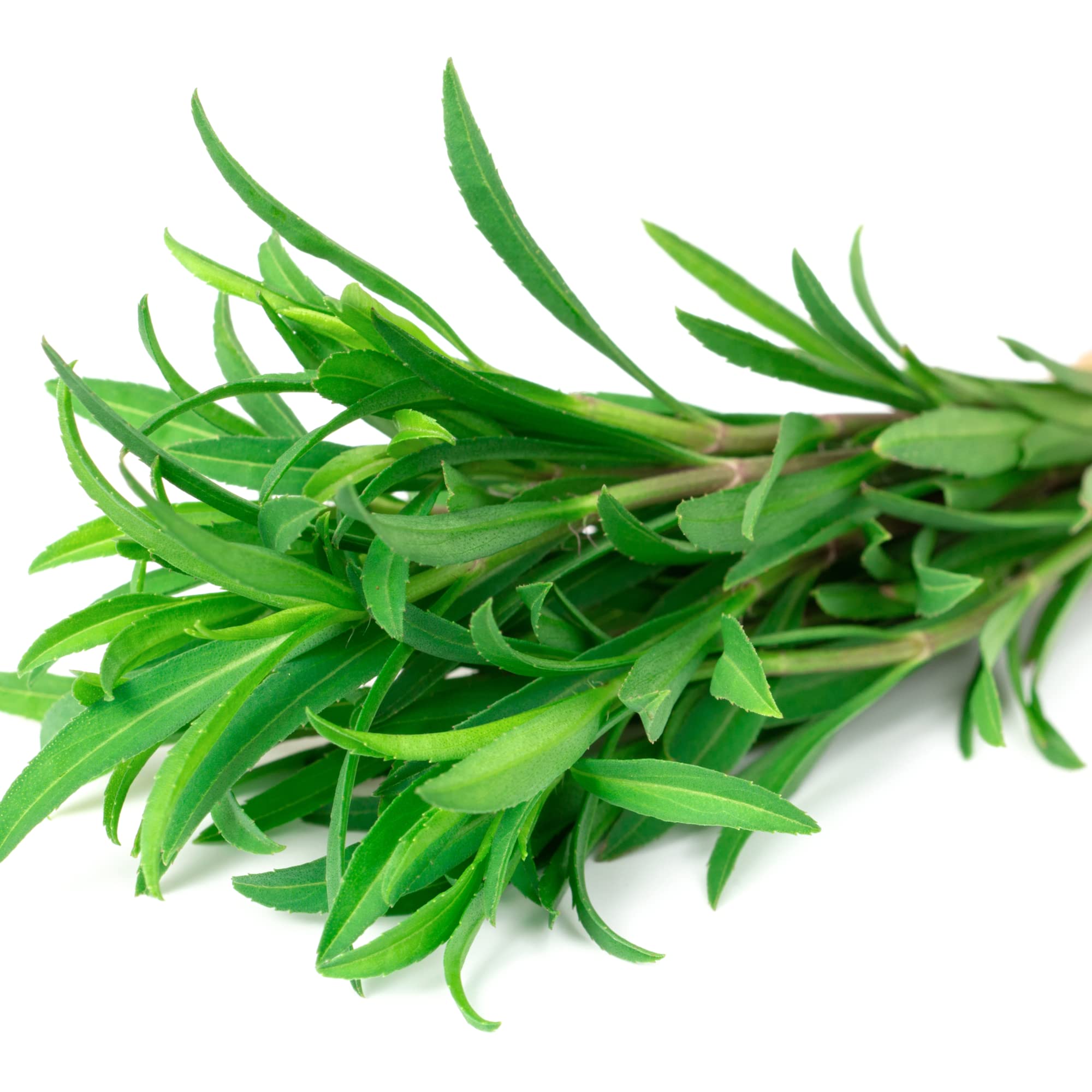 Tarragon Plants, 2 x Full Plants in 9cm Pots, Herb Plants, Tarragon, Kichen Garden, Herbs, Garden Ready and Ready to Plant, Premium Quality Herbs