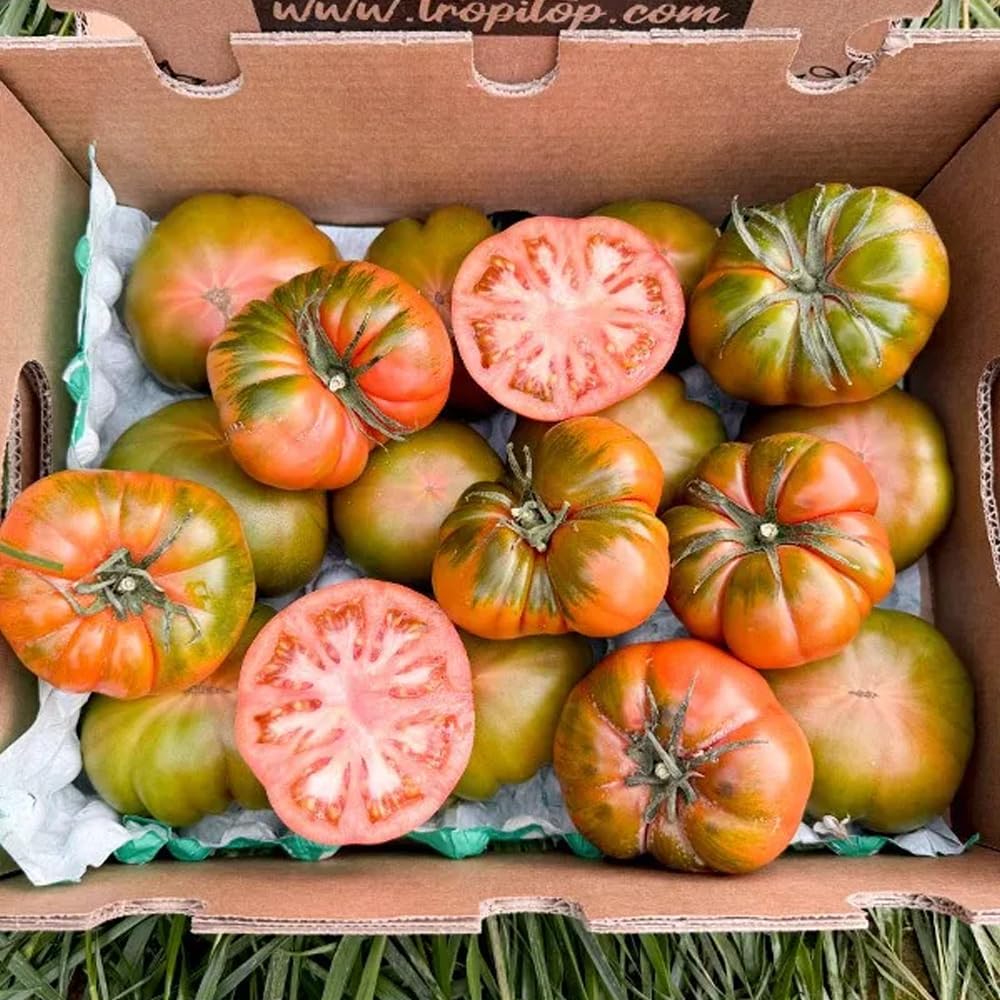 Tomate Raf | Comprar los mejores tomates Raf de temporada, frescos, de sabor único y cultivados de forma sostenible en España, directos del agricultor a tu mesa (4 Kg) — view 3