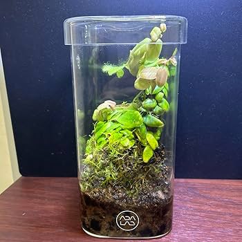 Amazon.co.jp: ADA LAB 限定ガラスポット KAKU 完成品 マルク