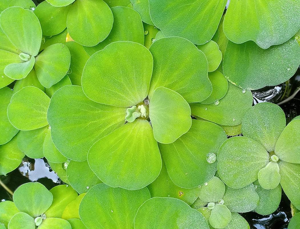 Aquatic plants Pistia live plant for pond||water lettuce live plant for Planting Pack of 10-image-25