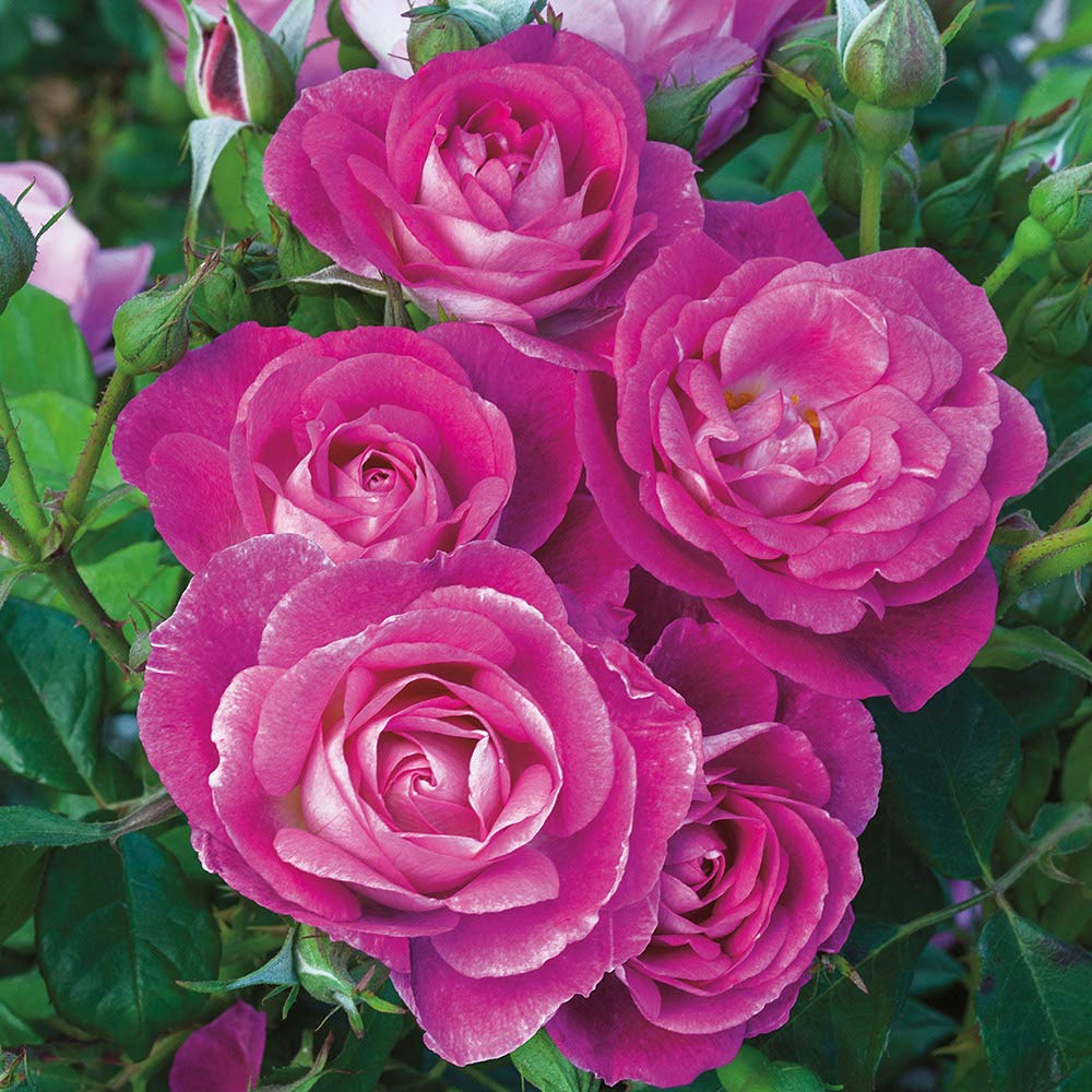 Heirloom Floribunda Rose
