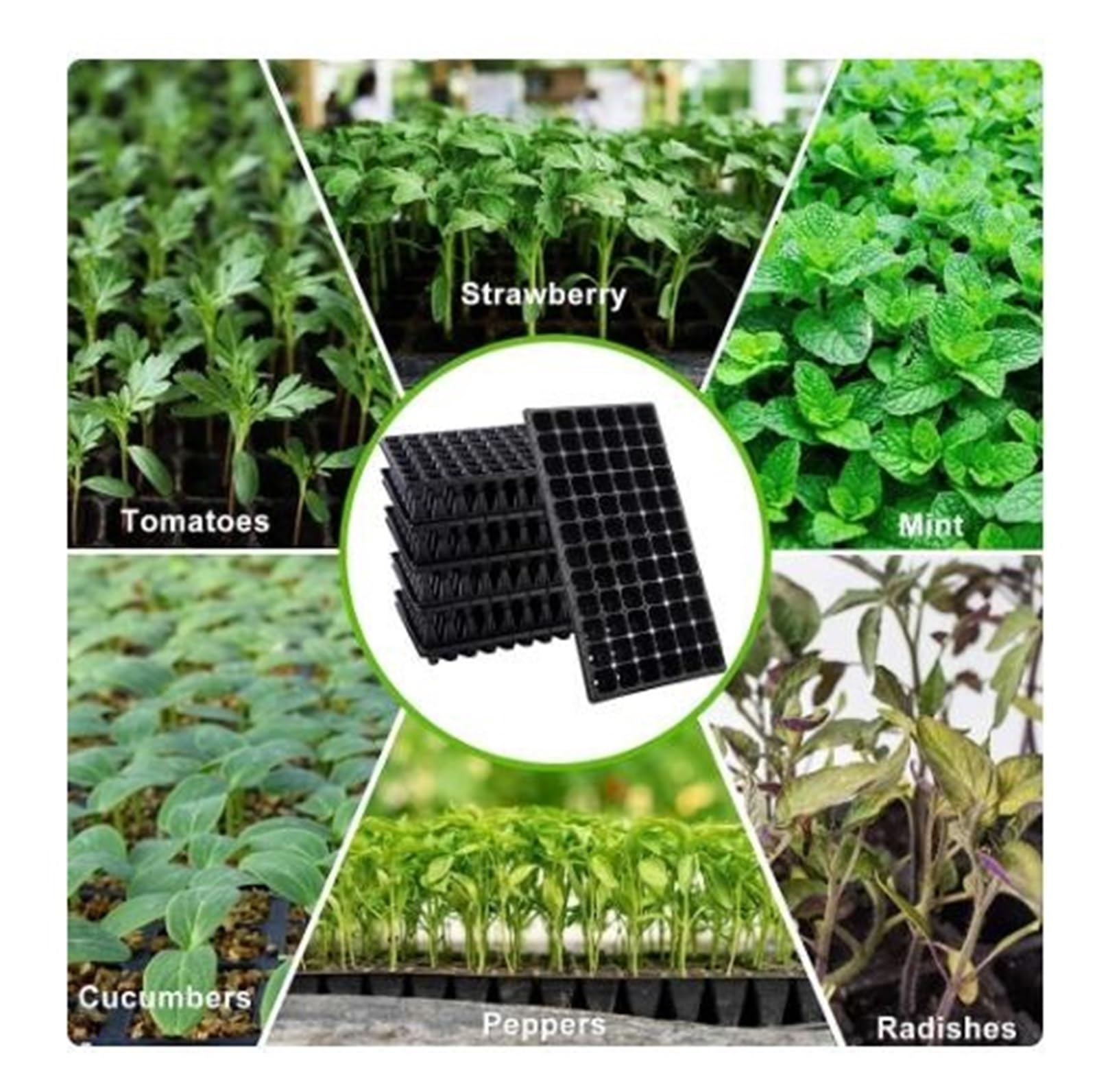 Lot de 5 plateaux de démarrage pour semis de plantes avec 72 cellules Idéal pour la germination des graines et les pots de fleurs (72 trous)