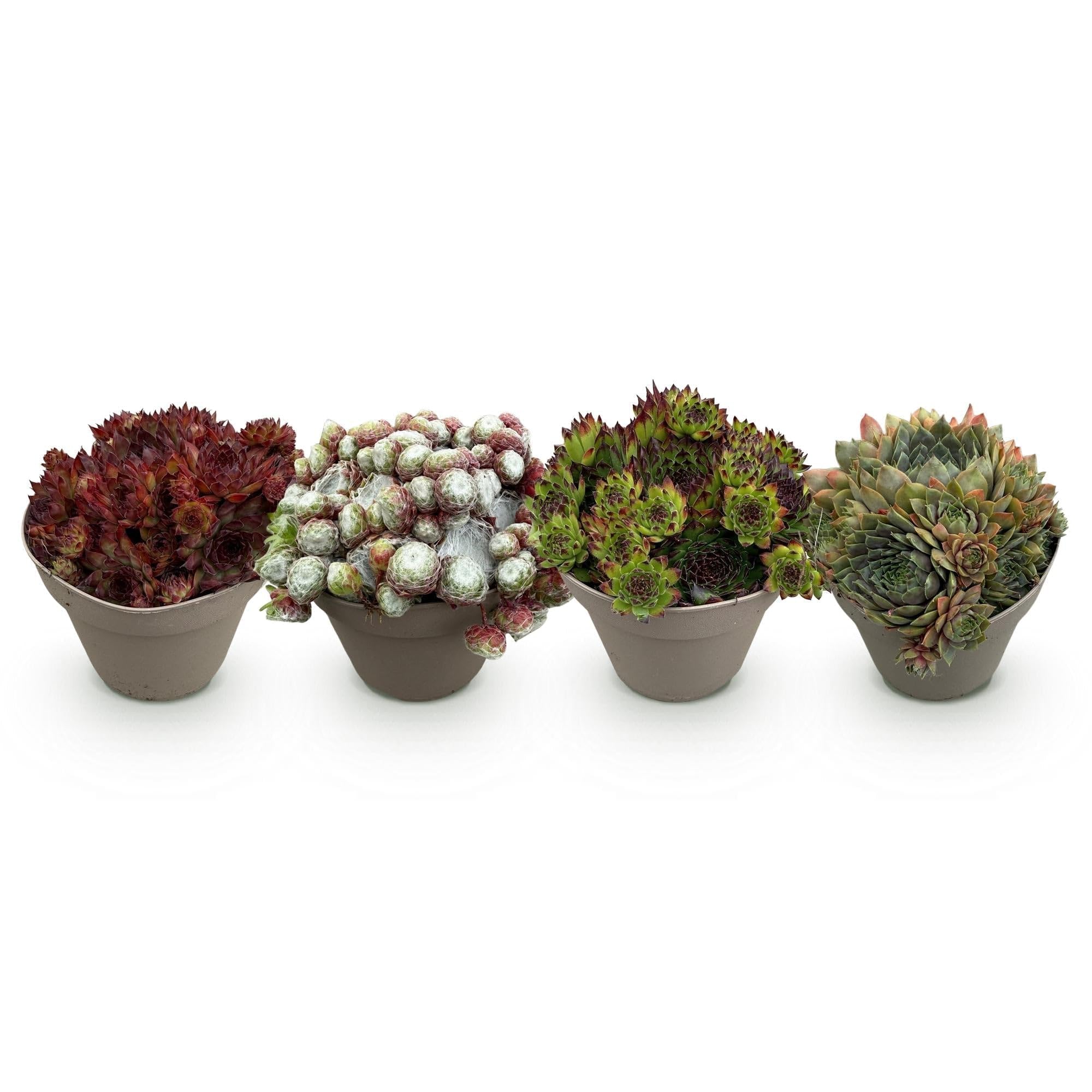 Sempervivum Big Sam – 4 piante – Resistente – Colori assortiti – Facile da pulire – Sempervivum Big Sam – Piante – Ø 14 cm H 17 cm