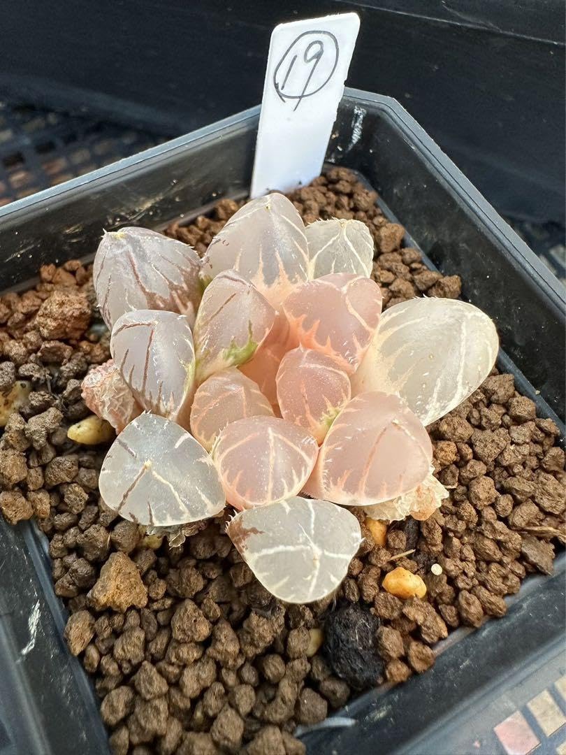 Amazon｜ハオルチア 多肉植物 白蓮オブツーサ錦 糊斑｜観葉植物