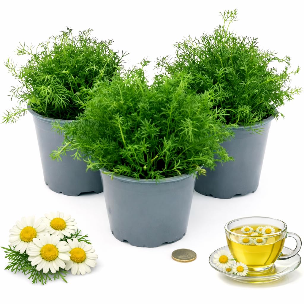 POWERS TO FLOWERS - CAMOMILLA BIO, ANTHEMIS NOBILIS, 3 PIANTE, piante vere