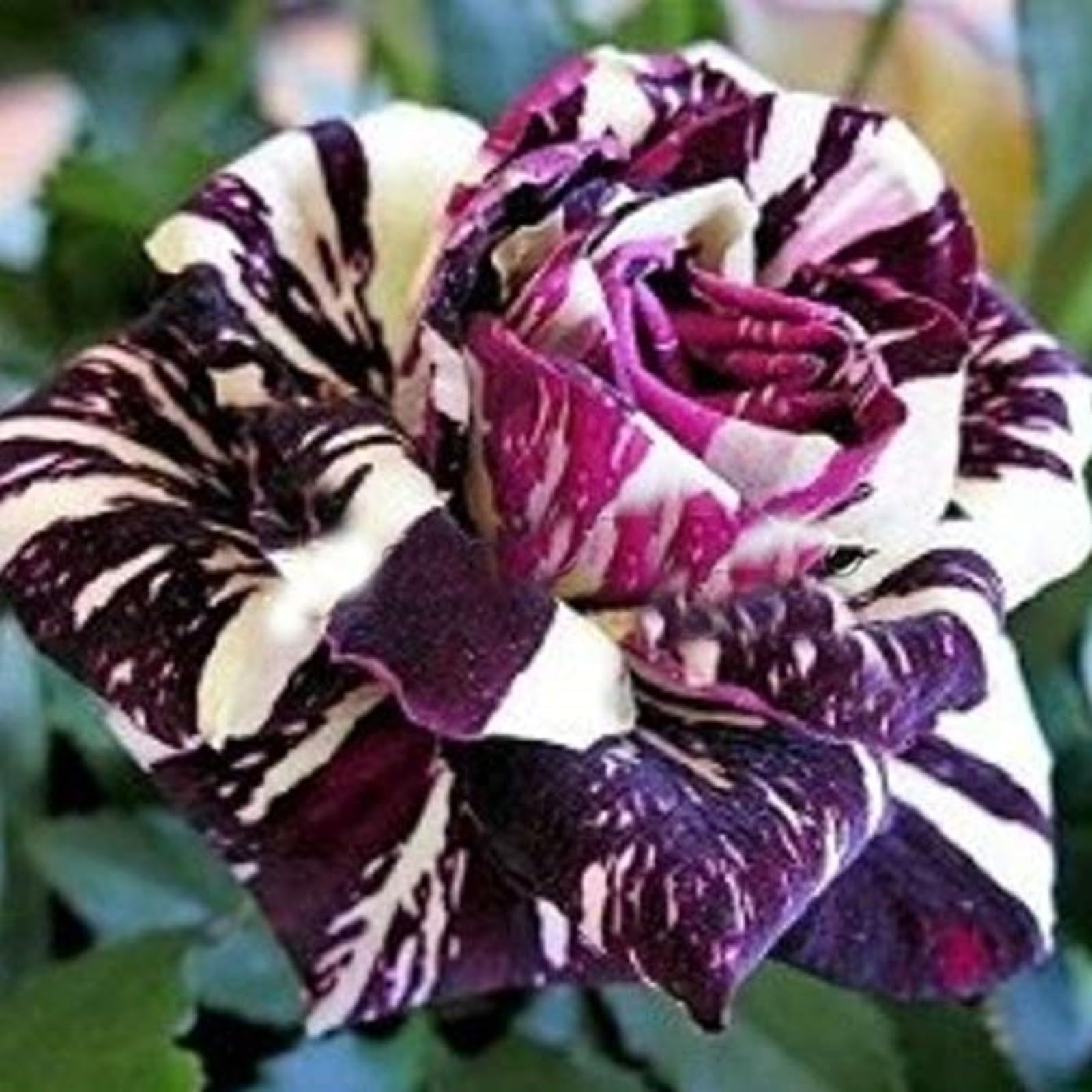 Unique Rose Bulbs for Planting Now UK Perennial Ornamental Greening Flower Display Natural Organic Good for Containers Cold-Resistant Rapid Growth Easy Planting Excellent-1bulb-E
