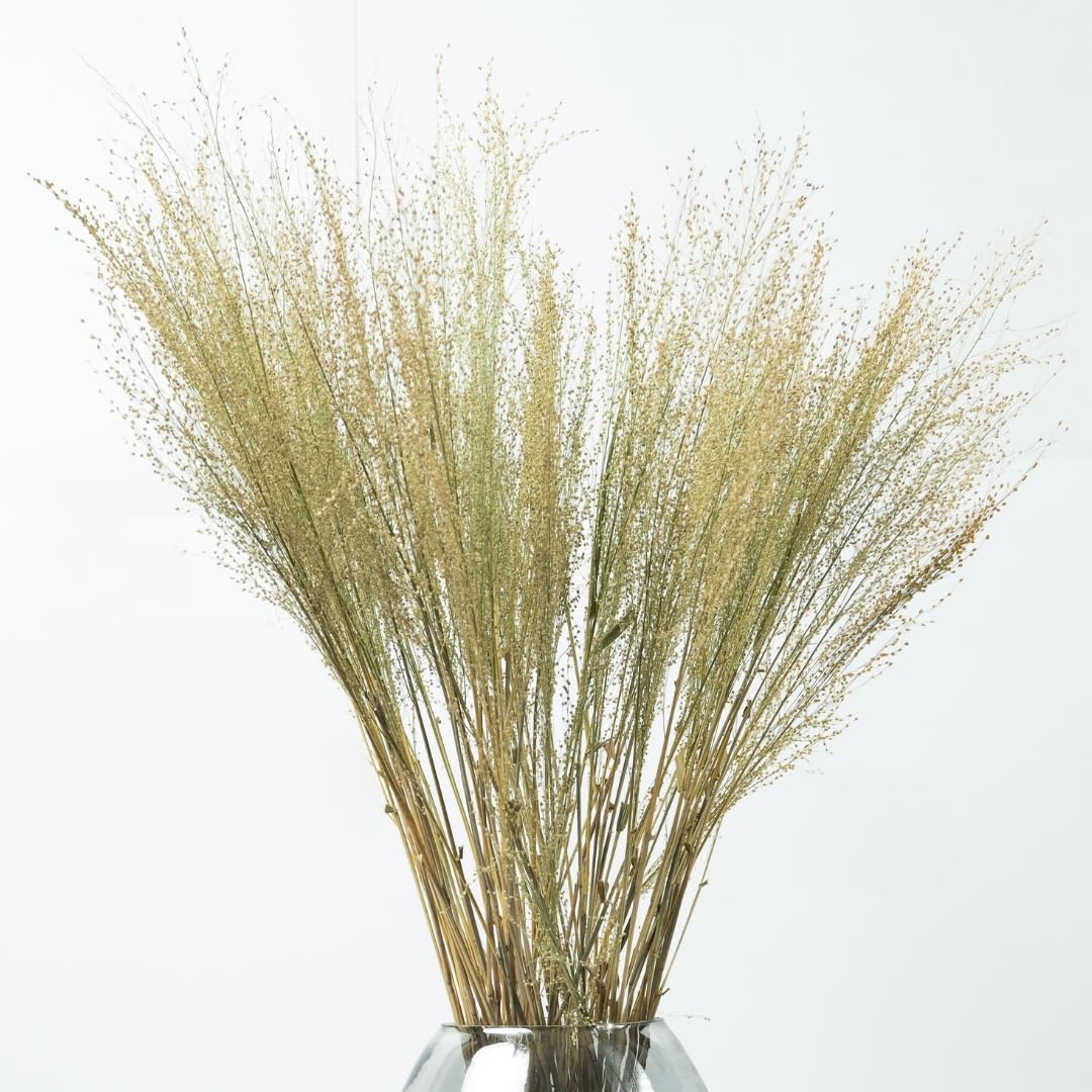 Dried Filler Flowers |25 gm| Delicate, Airy & Long-Lasting for Floral Decor | Perfect for Bouquets, Vase Arrangements & DIY Crafts(Green)-image-47