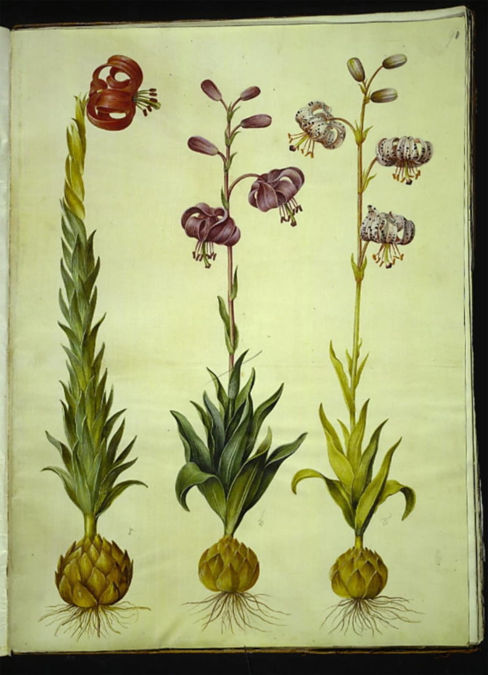 ARTXLXXBN Famous Print Painting Colorful Art Print Lilium Pomponium by Hans Simon Holtzbecker Canvas Art Decorations for Home Decor 60x90cm