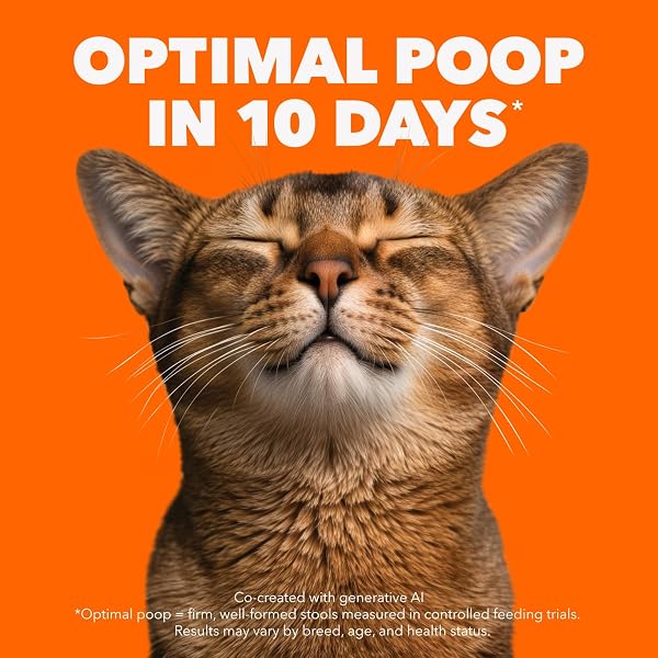 IAMS IAMS Proactive Health Healthy Enjoyment Adult Dry Cat Food – Chicken & Beef – 1.36KG (2.9LB) Bag 1.36 kg (Pack of 1) in use