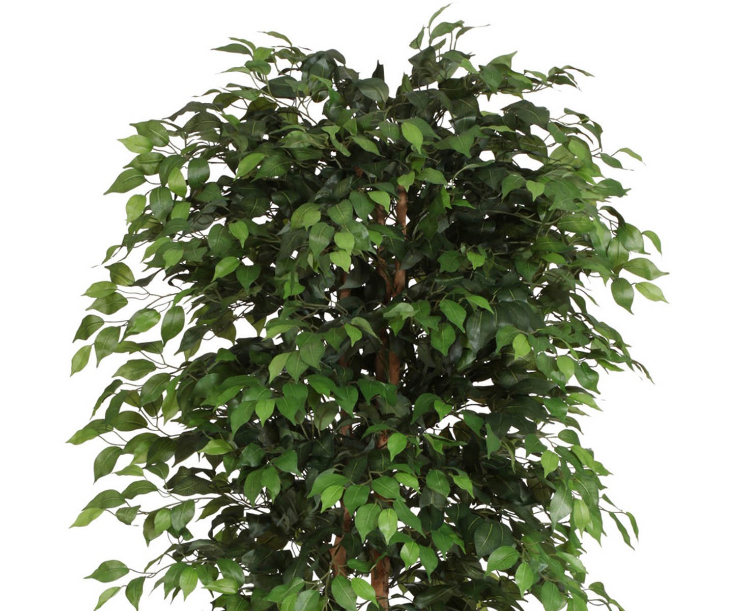 Amazon.de: Kunstbaum Ficus Benjamini XL 230cm hoch mit Naturstamm & 2268  Bltter - Groe knstliche Birkenfeige Benjamina im Topf