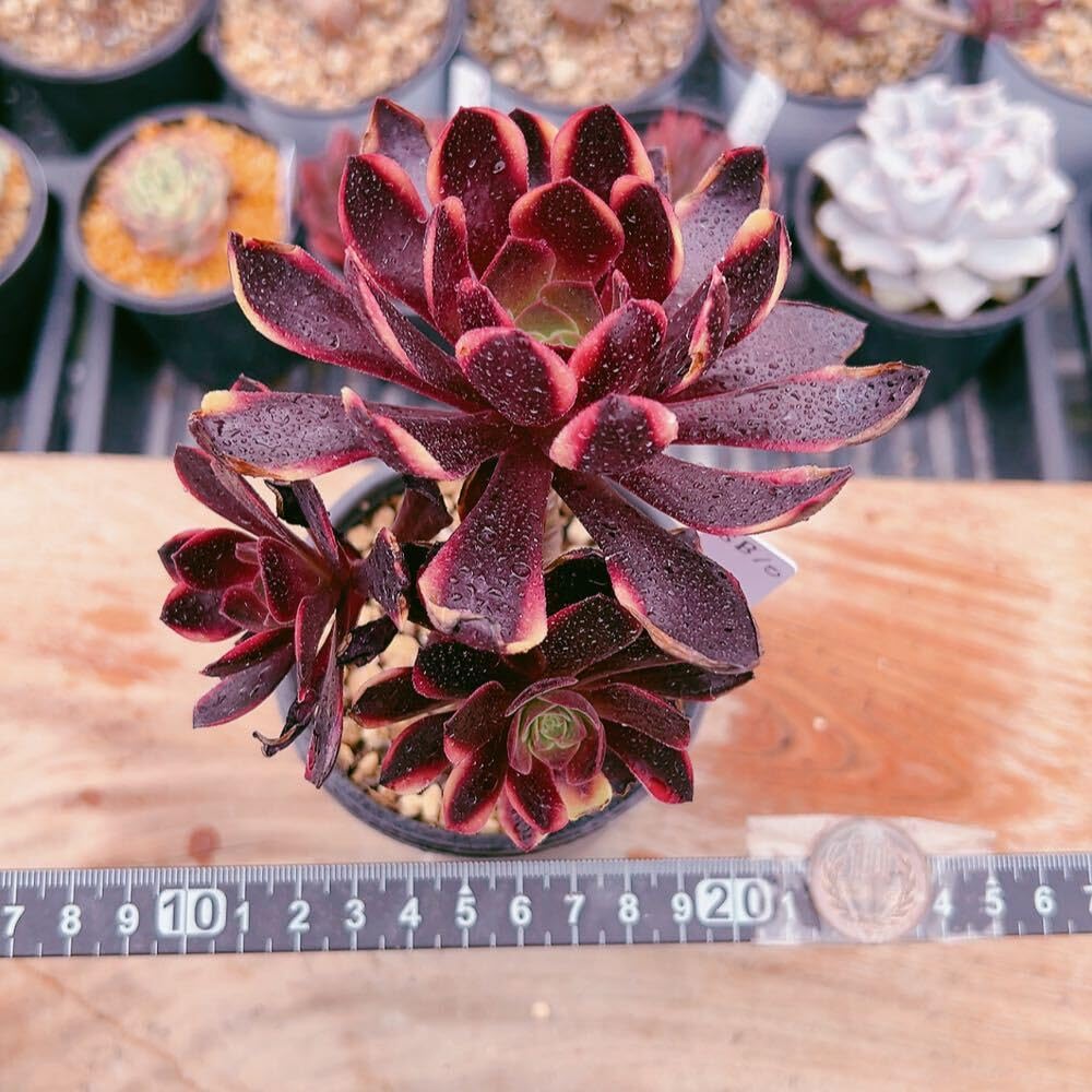 Amazon.co.jp: D！！多肉植物 スーパーバン アエオニウム 大苗 太幹