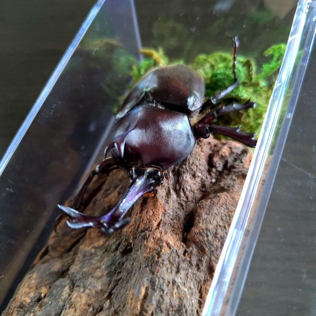 お手頃美しいワイルド野生特大黒カブトムシ宝物昆虫標本80mm頭角幅17.5