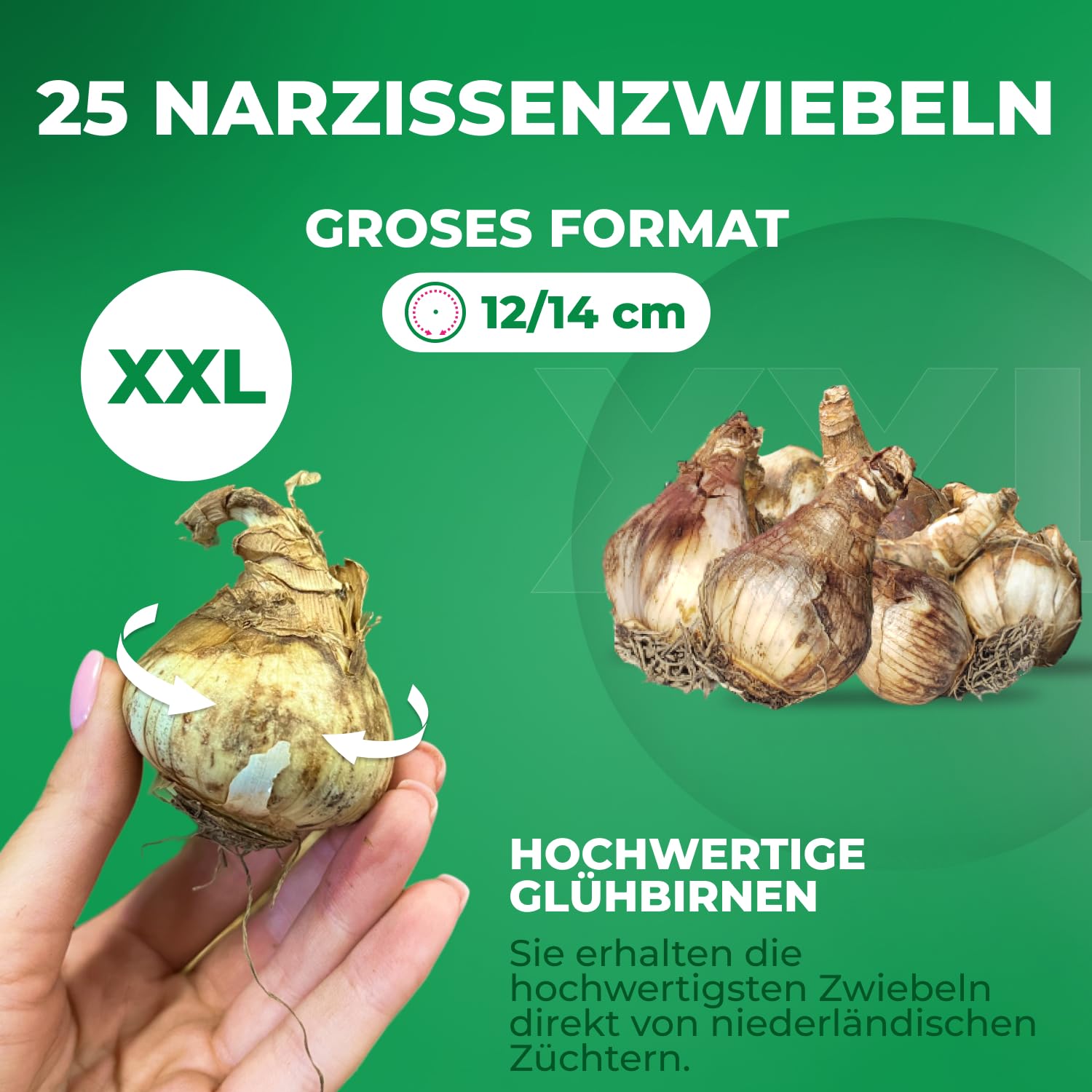 Bulbes De Jonquilles 25 Bulbes Jonquilles Parfumées - Mélange Hollandais - Vivaces Rustiques - Jardin/Pot Bulbes Narcisses