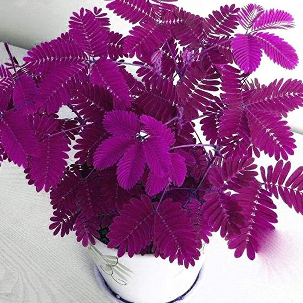Mimosa Pudica Graines, 100 Pcs, Jardin Bonsaï Pot Plantes Décor Bleu
