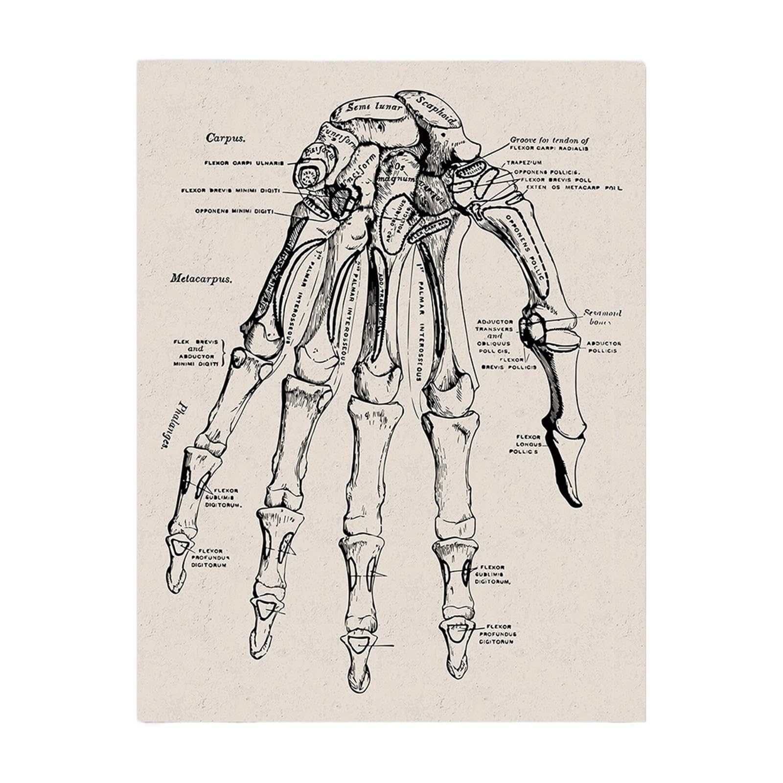 1 PC Anatomia Człowieka Wall Art Hospital Vintage Plakaty I Druki Lekarz Dekoracja Biurowa Szkielet Anatomiczna Czaszka CanvasMalarstwo(10-1PC,50x70cm No Frame)