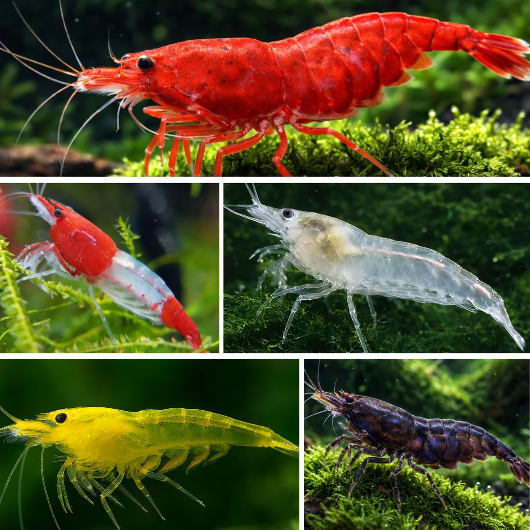Lot de 10 crevettes d'aquarium vivantes Neocaridina de différentes Couleurs, Crevettes Vivantes pour Aquarium, Taille 1-1,5 cm, aquariophilie