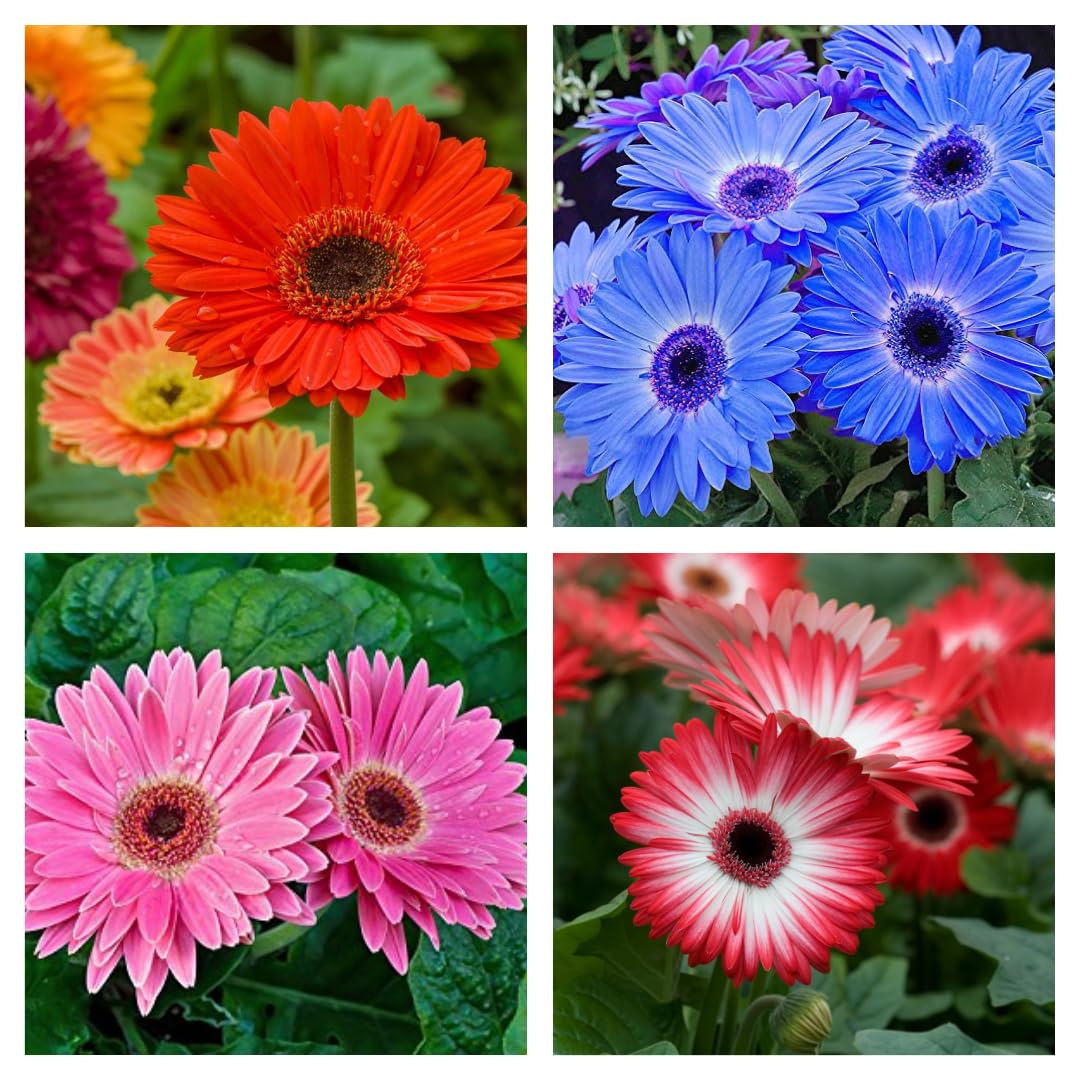 Combo Pack Of-4 Red Gerbera Flower Plant, Pink Gerbera Flower Plant, Blue Gerbera Flower Plant, Orange Gerbera Flower Live Plant (Original Variety) Healthy Plant With- Pepper Bag (B0D2GYP8W1) Amazon Price History, Amazon Price Tracker