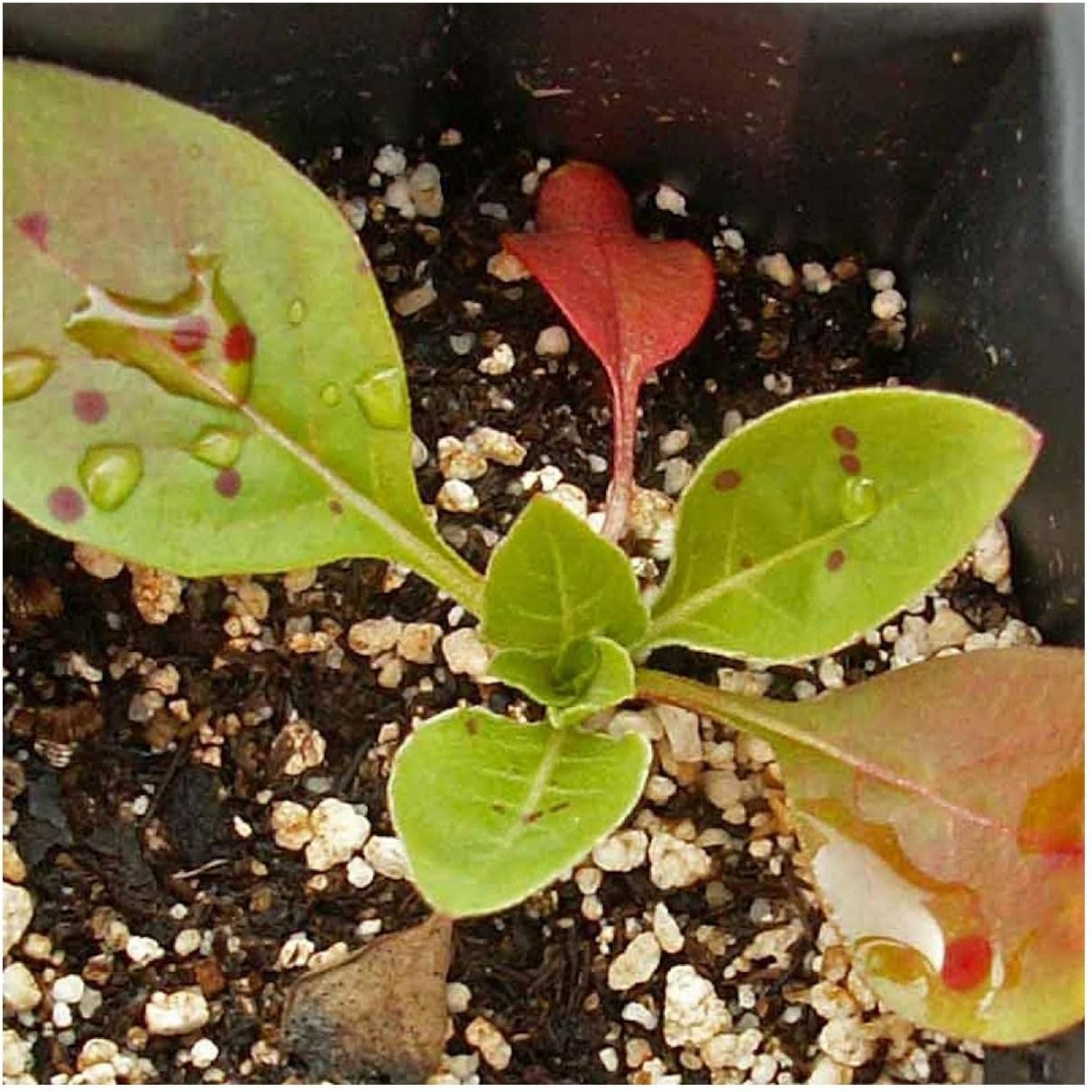 Everwilde Farms - 1 Lb Common Evening Primrose Wildflower Seeds - Gold Vault