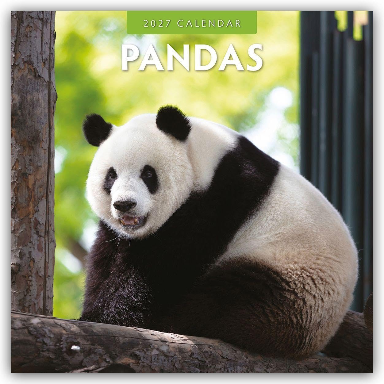 Pandas 2027 Square Wall Calendar: Original Red Robin Publishing Ltd-Kalender [Mehrsprachig] [Kalender]
