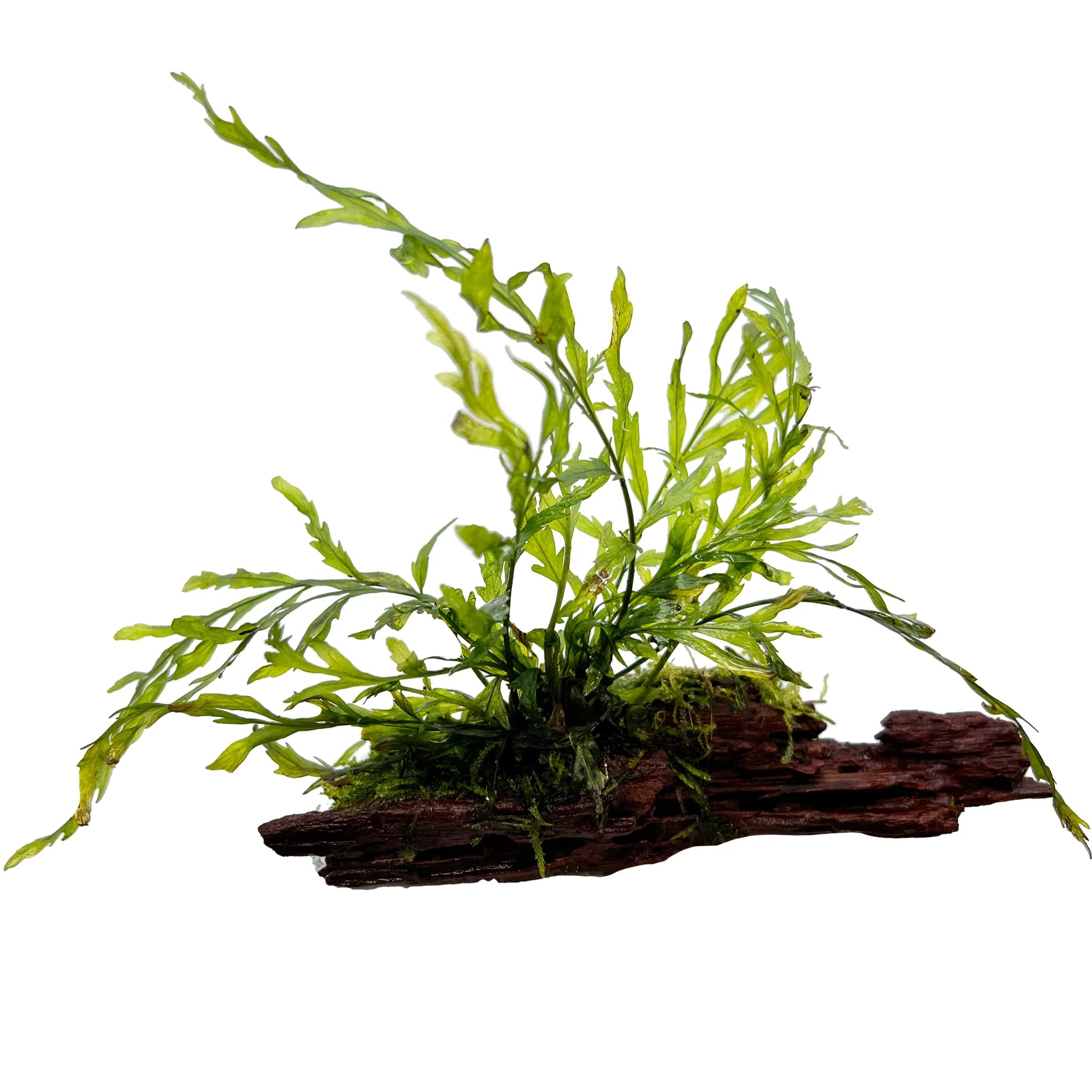 Bolbitis heudelotii On Wood - Nano
