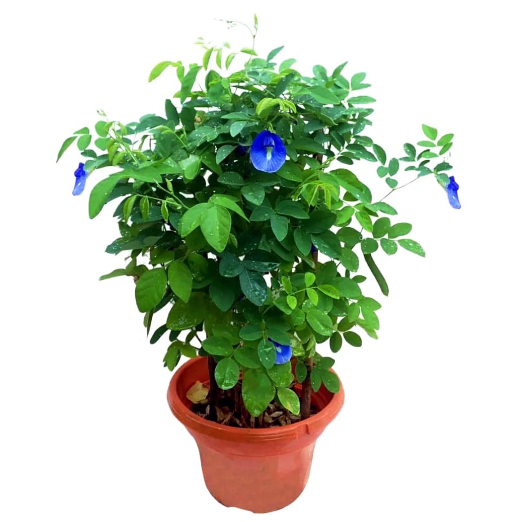 Kalfo Live Blue Aprajita Plant Asian pigeonwings Clitoria ternatea Butterfly Pea Flower Plant with Pot (B0CVL6WV4Y) Amazon Price History, Amazon Price Tracker