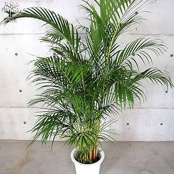 Amazon｜ITANSE アレカヤシ 10号大鉢 1個売り 品種で