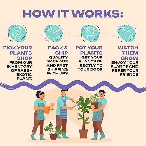 Miniatura 4 de Alocasia Ninja  Planta viva en una maceta de cultivo de 2 o 4 pulgadas, planta de interior viva en interiores, fácil de cultivar, fácil de cuidar y