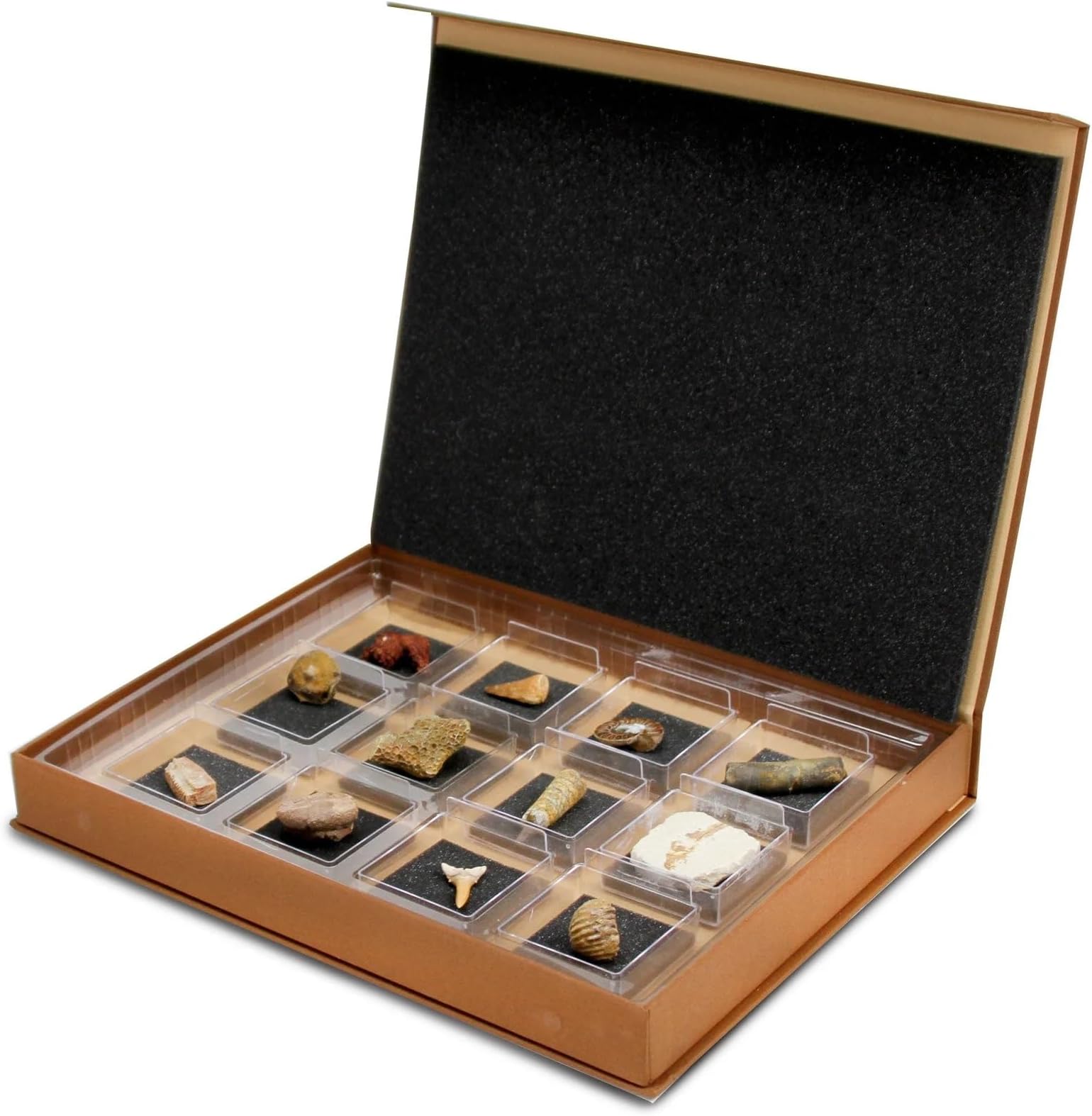Geoworld Nature Collection – Real Fossil Collection in Display Box for STEM Learning – Educational Geology Set for Kids, Classrooms, and Collectors (Set 2)