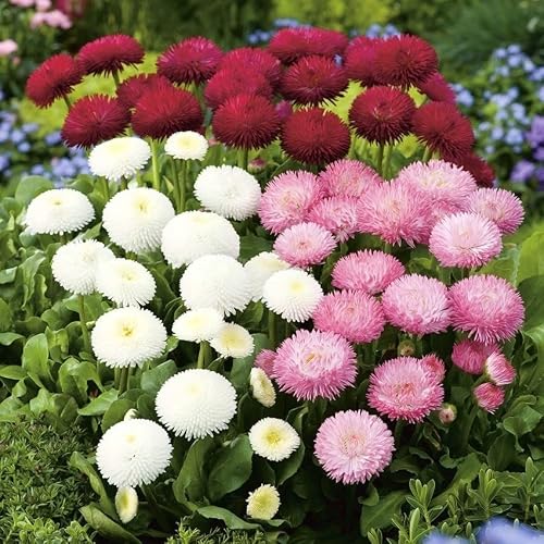 Raise Me Up: Seeds Marguerite Mix English Daisy Perennial Flowers #TOP5