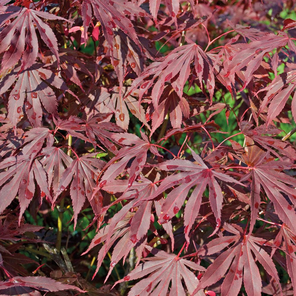 Acer Palmatum 9cm by Thompson and Morgan (2)