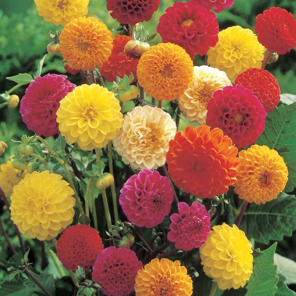 Creative Farmer Dhalia Mix Flower Seeds (B01MS0V7MK) Amazon Price History, Amazon Price Tracker