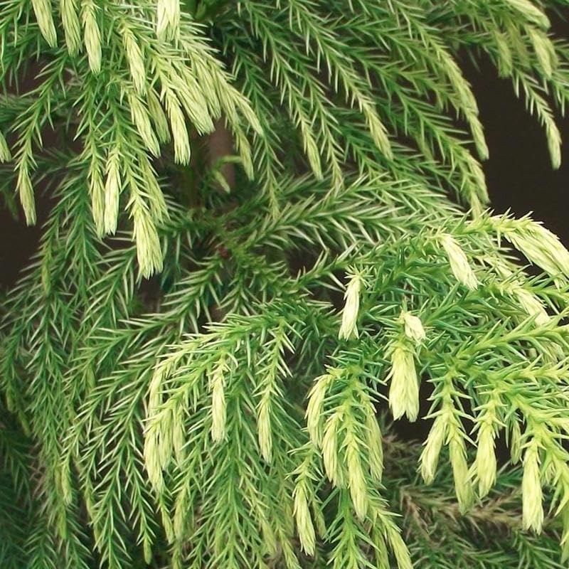 Amazon.com : Cryptomeria Japonica Japanese Cedar Peacock Pine Sugi