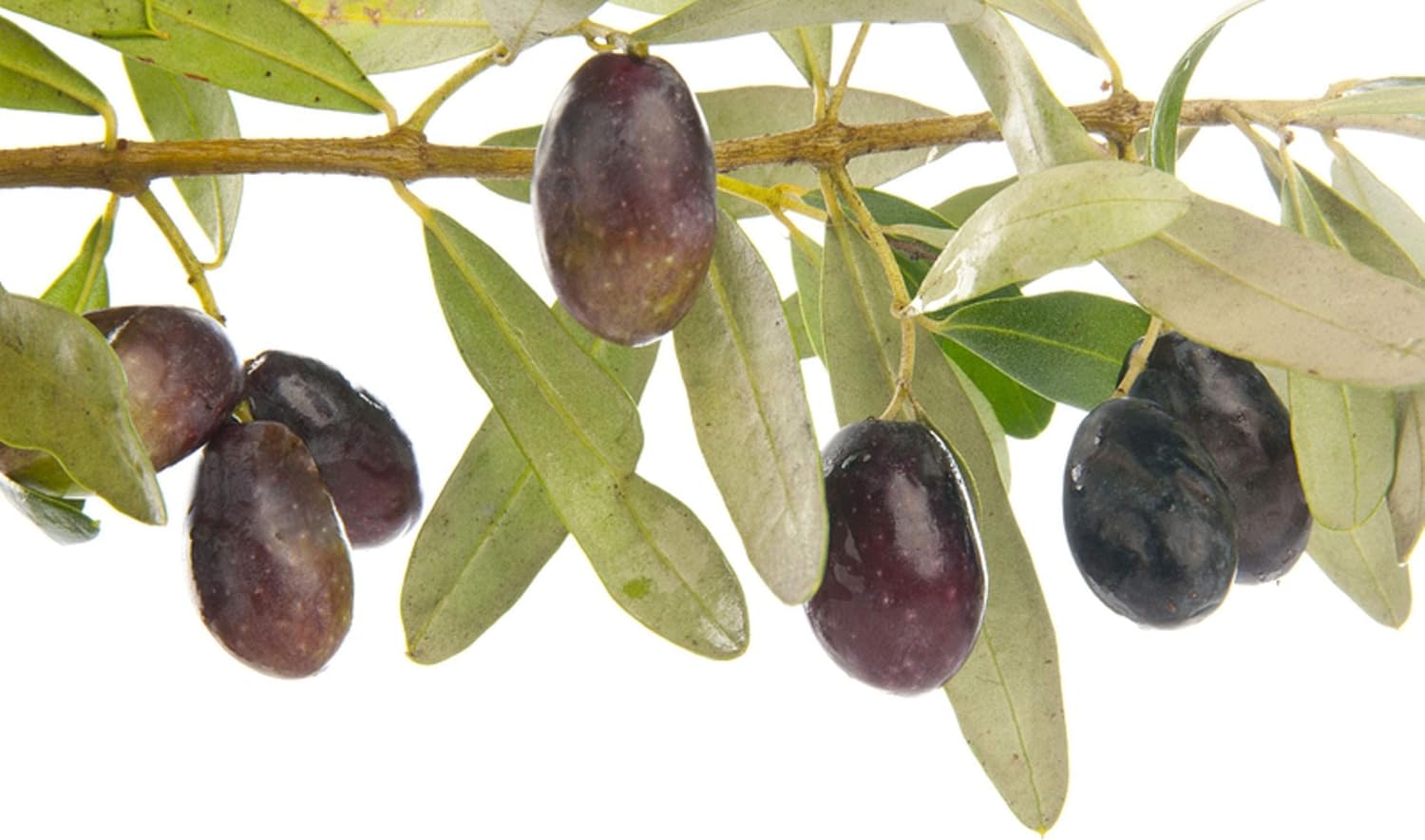 Marthas Secrets Manzanilla Olive Tree Live Plant NO Shipping to CA, AZ, AK, HI, OR or WA PER Your State Laws