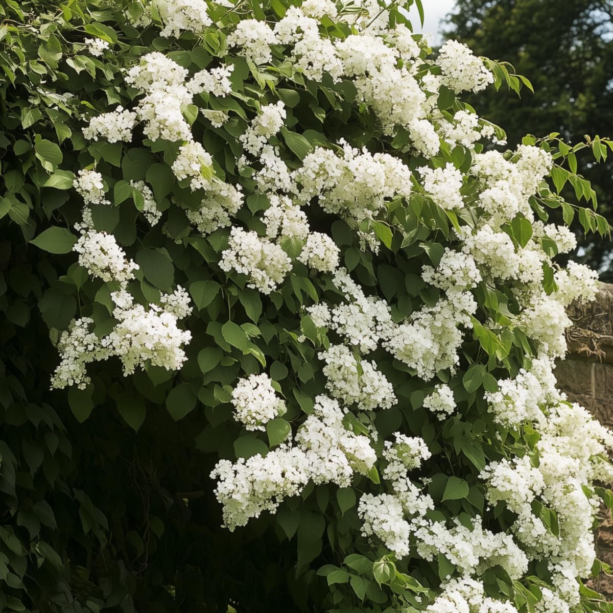 Plant in a Box - Hydrangea anomala Petiolaris - Lot de 2 - Hortensia grimpant - ⌀15cm - Hauteur 60-70cm