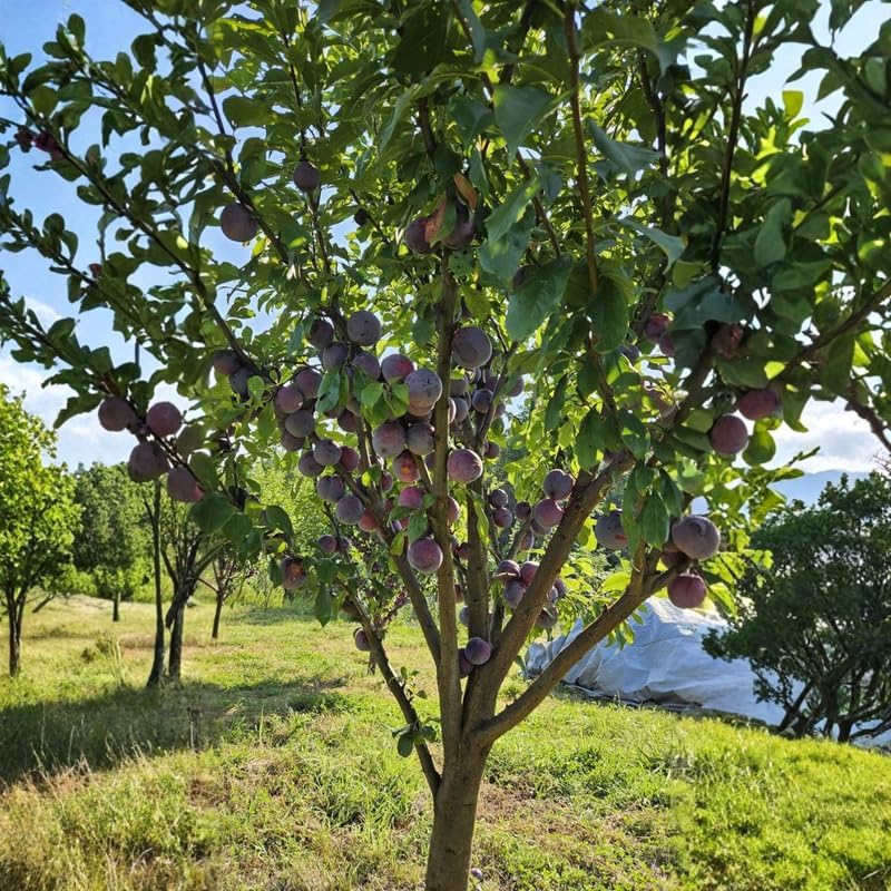 Purple Plum Tree Live Plant 3-4 Ft Tall, Ready to Bear Fruits, Sweet Plum Fruit Tree for Outdoor Growing
