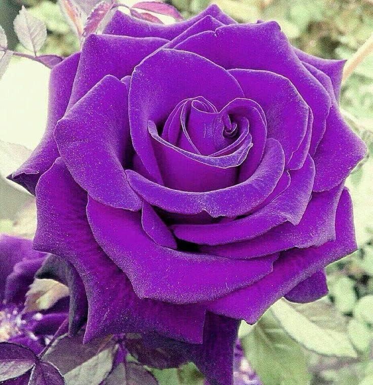 5 semillas de rosa púrpura  Rosa Floribunda Arbusto Arbusto Semillas de flores perennes