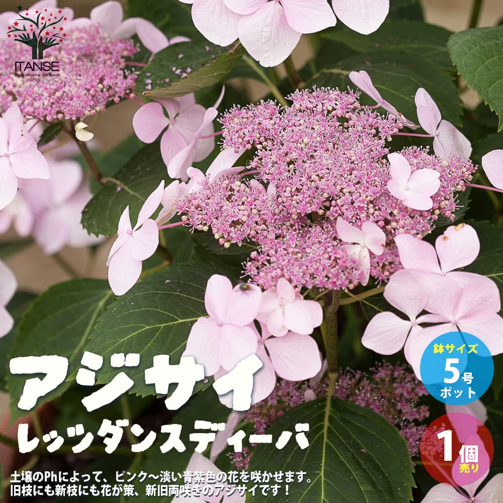 Amazon.co.jp: ITANSE: アジサイ・ハイドランジア