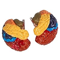 Vista 1 de Human Brain Model, 2Pcs Hand Painted 2X Educational Human Brain Anatomical Model for Medical Teaching
