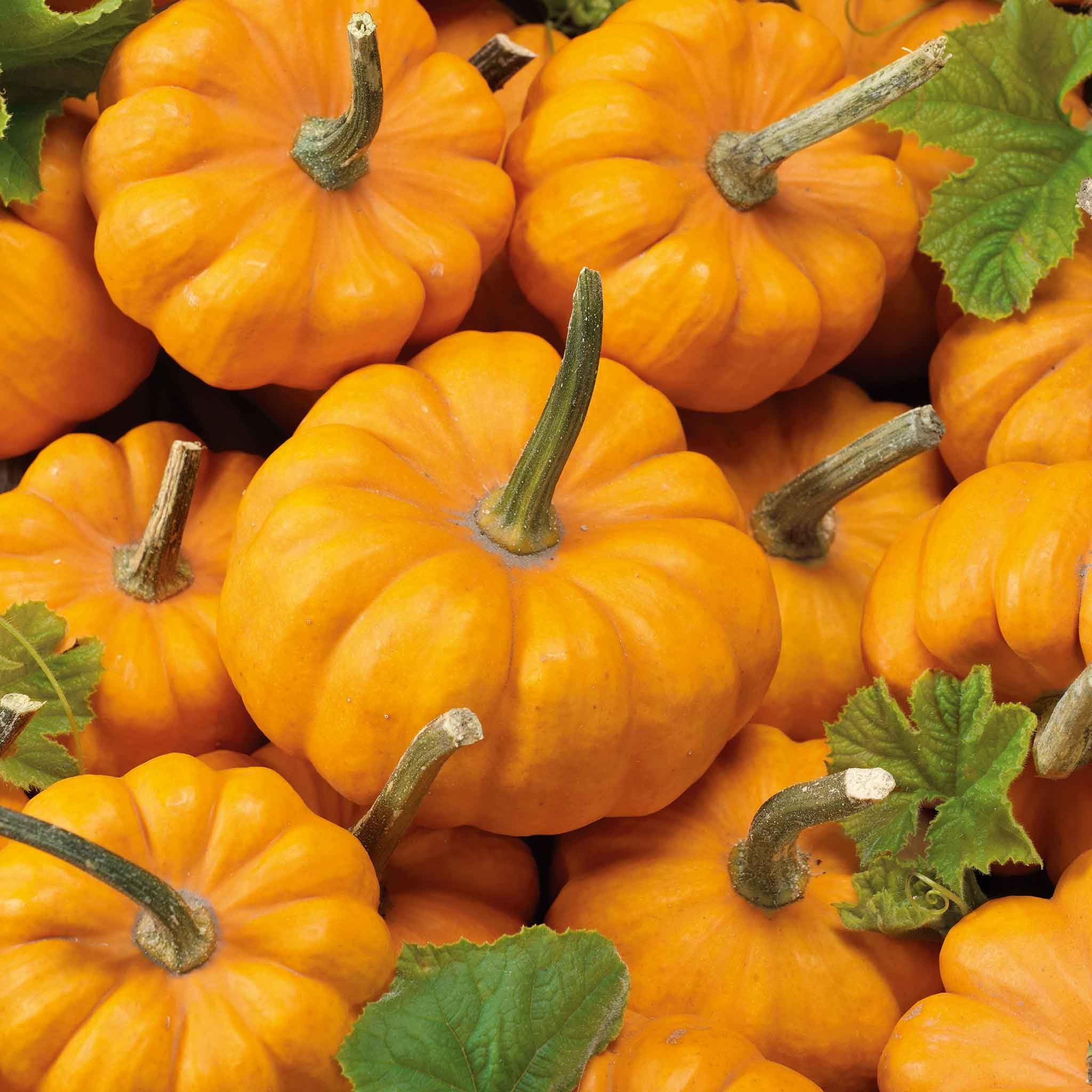 Eden Brothers Pumpkin Seeds Jack Be Little