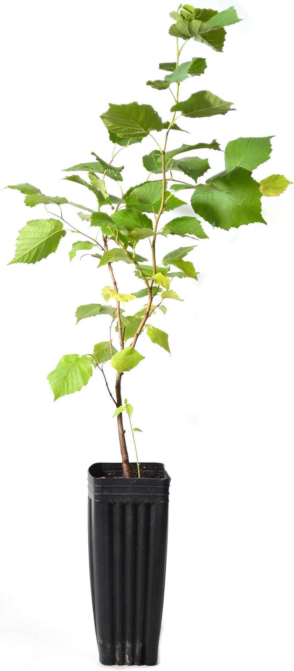 TreesAgain Potted American Hazelnut Tree - Corylus americana - 8 to 18+ inches (See State Restrictions)