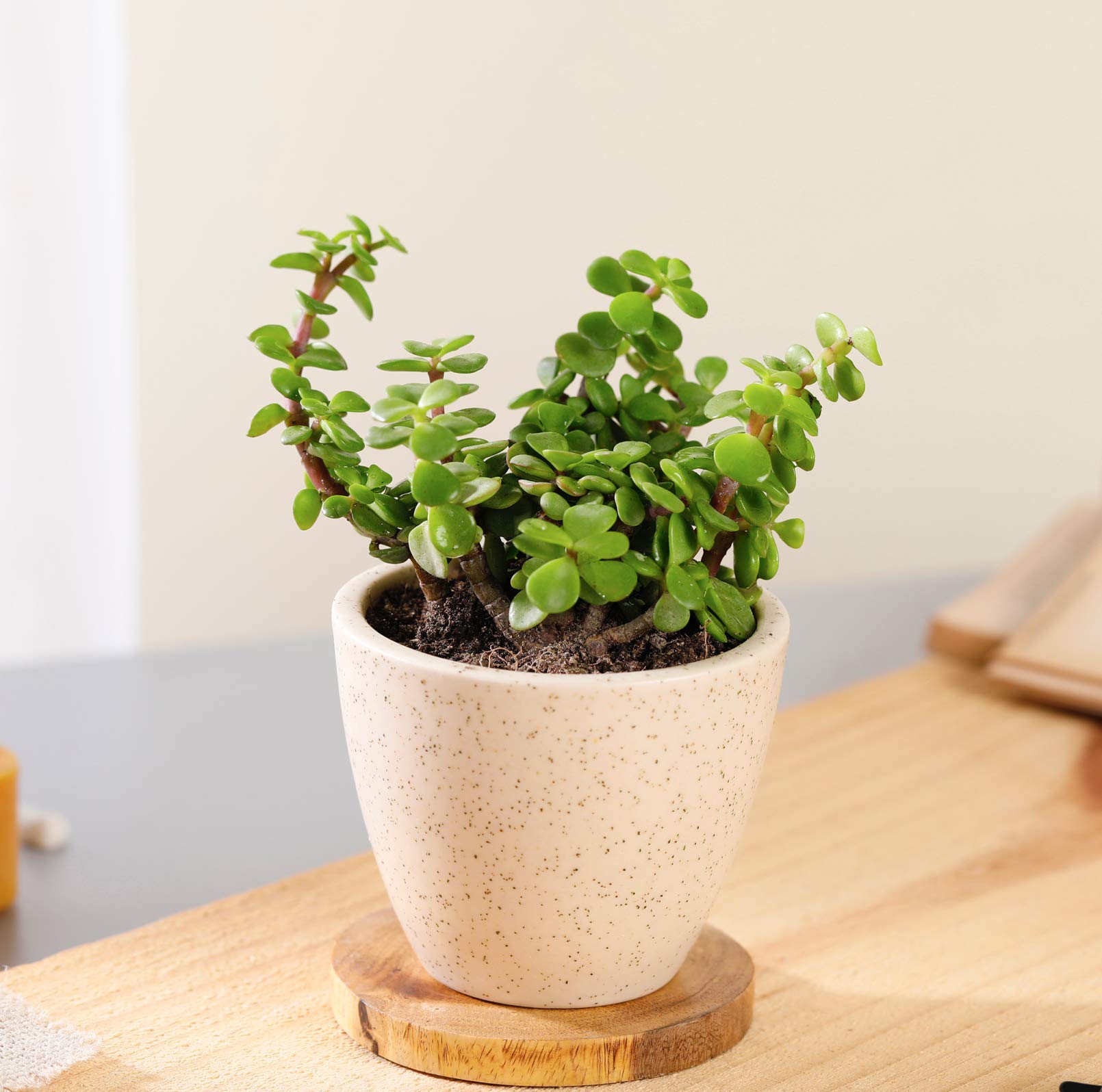 Plantmojo, Jade Plant in Ivory Ceramic Pot (Semi Shade Plant) (B08F53QJ1V) Amazon Price History, Amazon Price Tracker