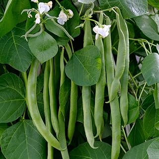 Runner Bean Seeds 'White Lady' Half-Hardy Annual Vegetable Garden Plants Easy to Grow Your Own 1 Packet 30 Seeds by Thompson and Morgan