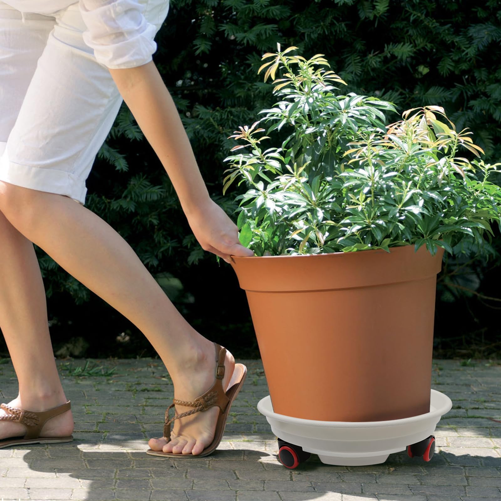 2 Stück Pflanzenroller mit Rädern, 35cm Schwerer Pflanzentisch mit Wasserwanne – Tragfähigkeit 36 kg (White, 35cm)