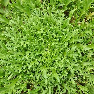 Three Mo Garden | Leaf Green Chicory Endive - 700 Seeds - Heirloom, Non-GMO for Planting Indoor/Outdoor Garden