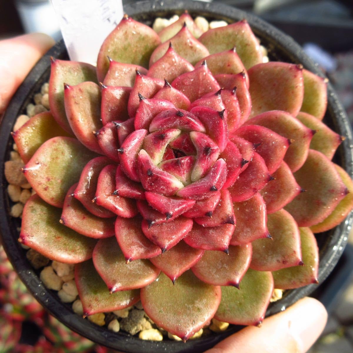 【珍品】多肉植物 硫黄団扇 赤い妖 Amazon.co.jp: ！！多肉植物 シンディ 特大 厳選苗 韓国苗 美苗 農園