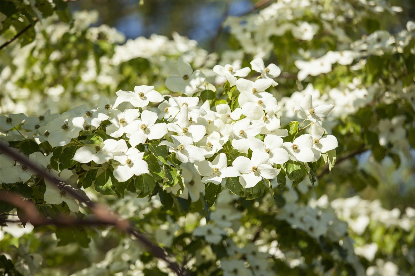Cornus florida 60-80 cm – Winterhart, Mehrjährig – Blumen-Hartriegel – Zierstrauch für Garten & Vorgarten