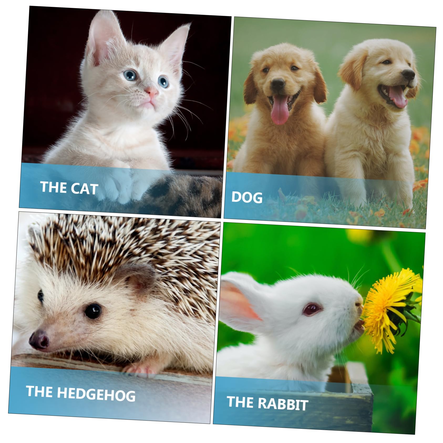 GRIRIW Dog and Cat Nursing Bottle Set 2 Sets 60ml Silicone Pp Material Portable and Practical Feeding Supplies