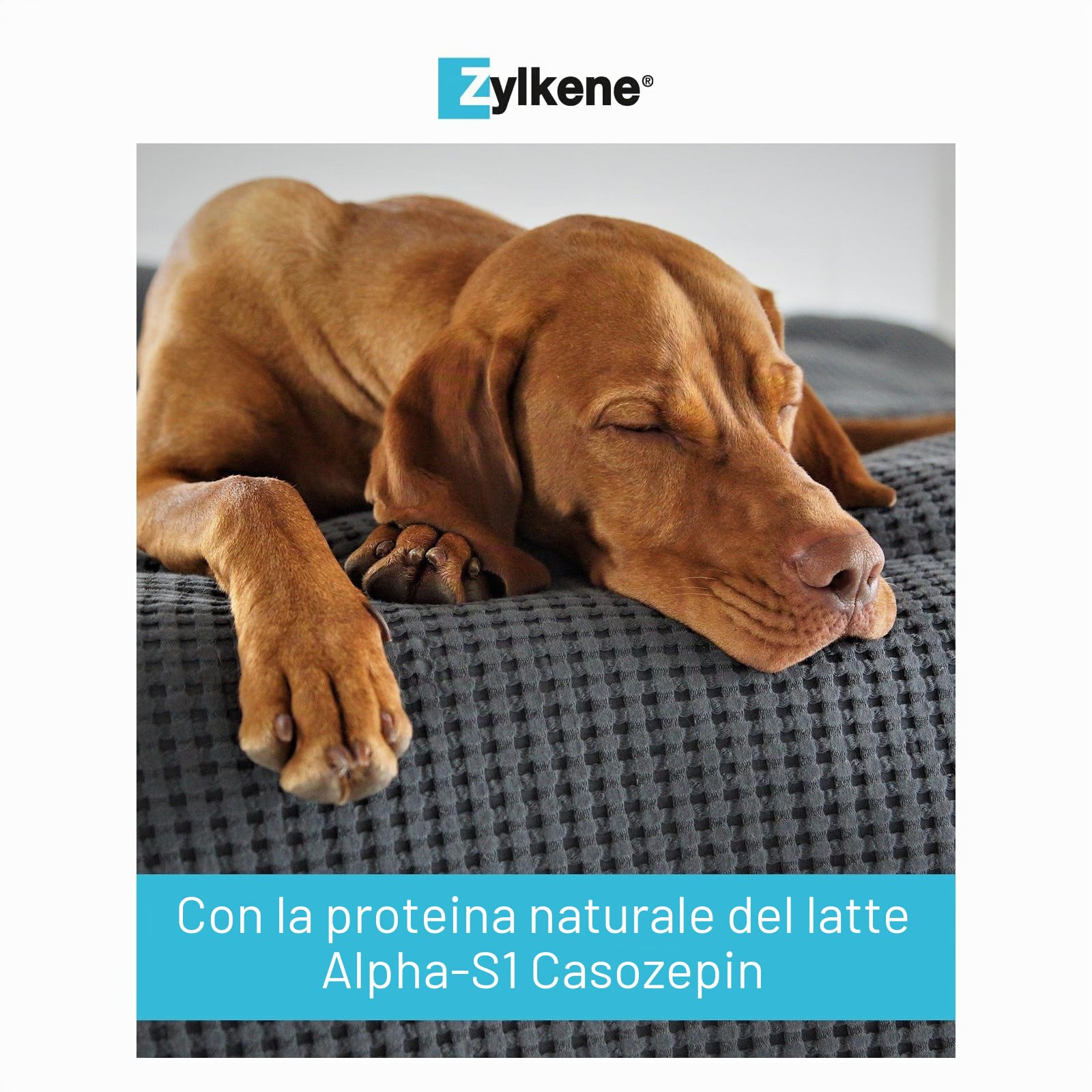 ZYLKENE® Capsule (100 x) per ridurre lo stress, mangime complementare per un maggiore benessere in situazioni non familiari, per cani da 15 kg a 60 kg | 450 mg
