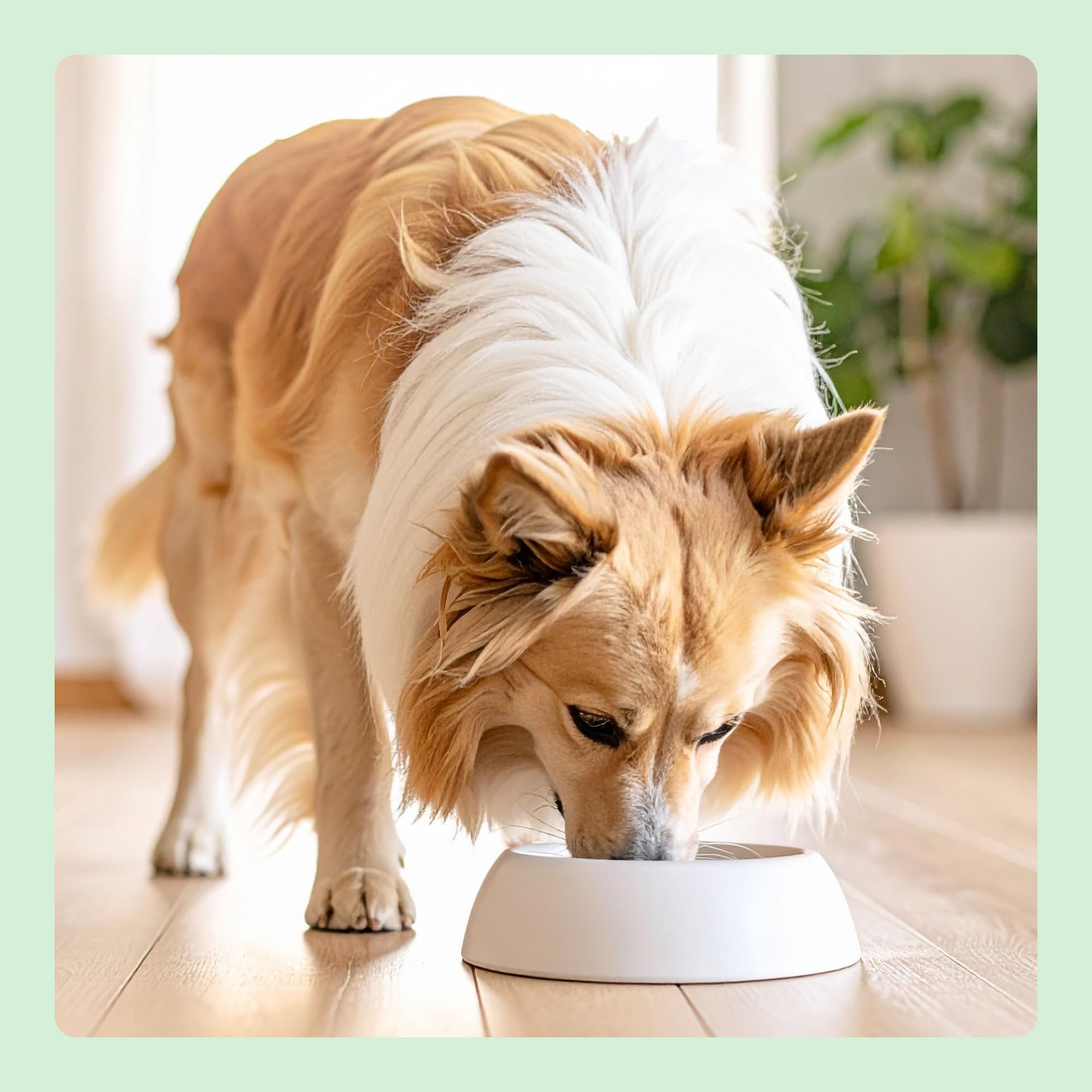 by Amazon Complete Dry Dog Food with Salmon and Rice for Medium and Large Breeds 15kg (Precedentemente un marchio Lifelong, stesso prodotto)
