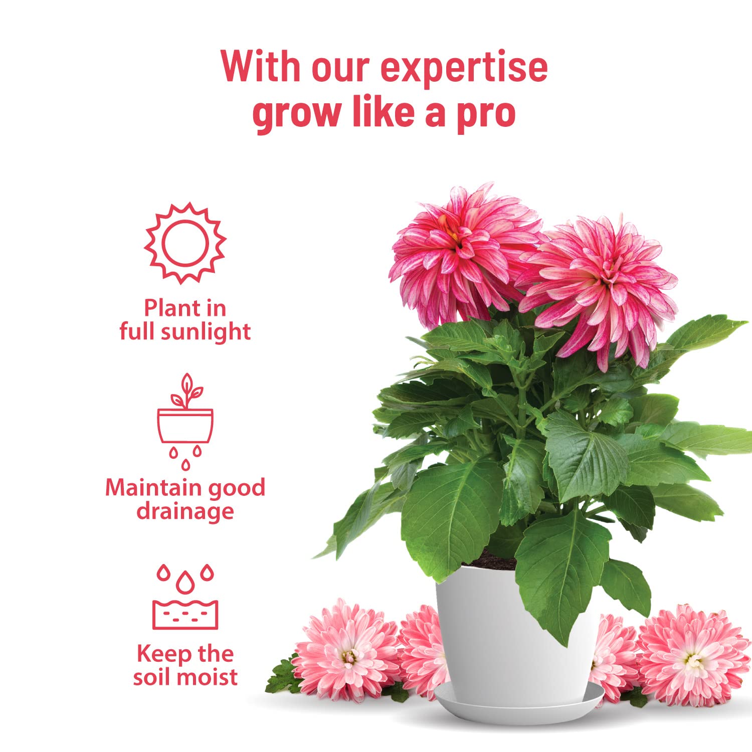 Pot and Bloom Dahila Flower Gardening Kit| Home Gardening| Includes- Dahila Seeds, Pot, Poting Mix(Soil & Fertilizer Mix), Plant Growth and Protection Spray, Cocopeat, Nutrition Powder| Return Gift| 4